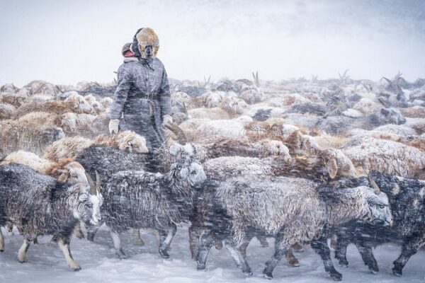 Over 600,000 Livestock Perish in Mongolia's Harsh Dzud Winter