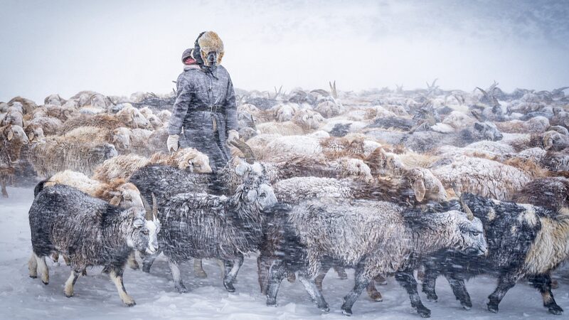 Over_600000_Livestock_Perish_in_Mongolias_Harsh_Dzud_Winter - Khabar Asia Over 600,000 Livestock Perish in Mongolia's Harsh Dzud Winter
