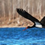 Over_60000_Birds_Find_Winter_Haven_in_North_Chinas_Hengshui_Lake_Nature_Reserve - Khabar Asia Over 60,000 Birds Find Winter Haven in North China's Hengshui Lake Nature Reserve