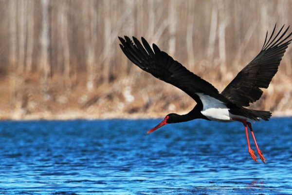 Over 60,000 Birds Find Winter Haven in North China’s Hengshui Lake Nature Reserve Over 60,000 Birds Find Winter Haven in North China's Hengshui Lake Nature Reserve