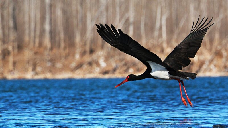 Over_60000_Birds_Find_Winter_Haven_in_North_Chinas_Hengshui_Lake_Nature_Reserve - Khabar Asia Over 60,000 Birds Find Winter Haven in North China's Hengshui Lake Nature Reserve
