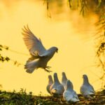 Over_a_Hundred_White_Doves_Delight_Visitors_at_Shi_Jing_Cultural_Park - Khabar Asia Over_a_Hundred_White_Doves_Delight_Visitors_at_Shi_Jing_Cultural_Park