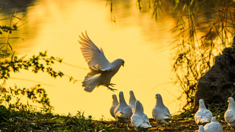 Over_a_Hundred_White_Doves_Delight_Visitors_at_Shi_Jing_Cultural_Park - Khabar Asia Over_a_Hundred_White_Doves_Delight_Visitors_at_Shi_Jing_Cultural_Park
