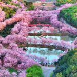 Over a Million Cherry Trees Bloom at Hunan's Cherry Blossom Festival