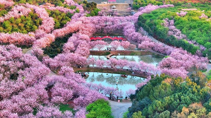 Over_a_Million_Cherry_Trees_Bloom_at_Hunans_Cherry_Blossom_Festival - Khabar Asia Over a Million Cherry Trees Bloom at Hunan's Cherry Blossom Festival