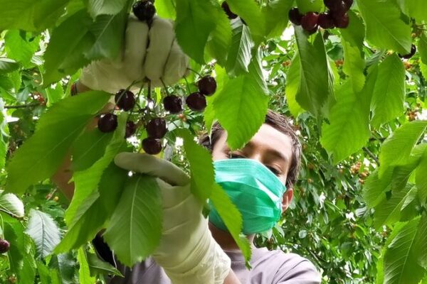 Pakistan’s Cherry Exports to Chinese Mainland Begin, Boosting Local Economy Pakistan's Cherry Exports to Chinese Mainland Begin, Boosting Local Economy