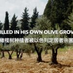 Palestinian Farmer's Life Cut Short in His Beloved Olive Grove video poster