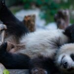 Panda_Bliss__The_Cozy_Lives_of_Chongqing_Zoo_s_Giant_Pandas