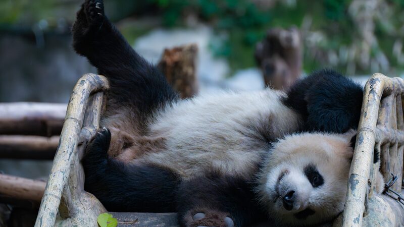 Panda_Bliss__The_Cozy_Lives_of_Chongqing_Zoo_s_Giant_Pandas - Khabar Asia Panda_Bliss__The_Cozy_Lives_of_Chongqing_Zoo_s_Giant_Pandas