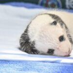 Panda_Cub_Celebrates_First_Month_at_South_China_s_Chimelong_Safari_Park video poster