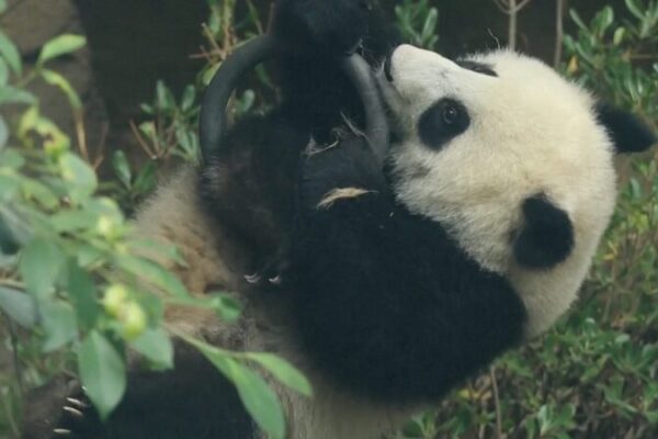 Panda_Cub_in_Sichuan_Captivates_with_Gymnastic_Feats_Amid_Olympic_Spirit video poster