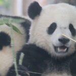 Panda_Cubs_Bao_Yuan_and_Mao_Mao_Enjoy_Bamboo_Buffet_at_Sichuans_Dujiangyan_Base_poster - Khabar Asia Panda Cubs Bao Yuan and Mao Mao Enjoy Bamboo Buffet at Sichuan's Dujiangyan Base video poster