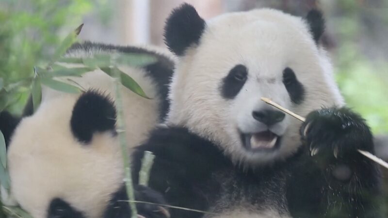 Panda_Cubs_Bao_Yuan_and_Mao_Mao_Enjoy_Bamboo_Buffet_at_Sichuans_Dujiangyan_Base_poster - Khabar Asia Panda Cubs Bao Yuan and Mao Mao Enjoy Bamboo Buffet at Sichuan's Dujiangyan Base video poster