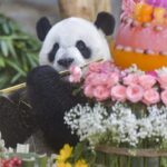 Panda_Duo_Celebrate_11th_Birthday_with_Visitors_in_Hainan