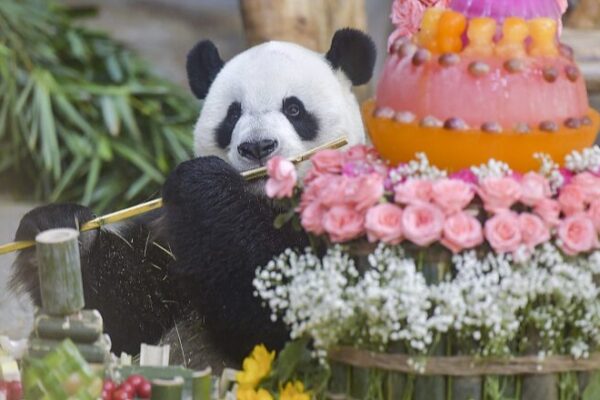 Panda Duo Celebrate 11th Birthday with Visitors in Hainan Panda_Duo_Celebrate_11th_Birthday_with_Visitors_in_Hainan
