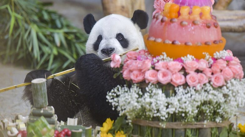 Panda_Duo_Celebrate_11th_Birthday_with_Visitors_in_Hainan - Khabar Asia Panda_Duo_Celebrate_11th_Birthday_with_Visitors_in_Hainan