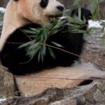 Panda_Fans_Celebrate_Arrival_of_Bao_Li_and_Qing_Bao_at_Smithsonian_National_Zoo video poster