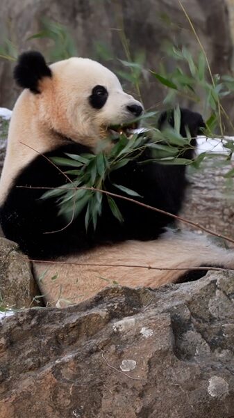 Panda_Fans_Celebrate_Arrival_of_Bao_Li_and_Qing_Bao_at_Smithsonian_National_Zoo_poster - Khabar Asia Panda_Fans_Celebrate_Arrival_of_Bao_Li_and_Qing_Bao_at_Smithsonian_National_Zoo video poster