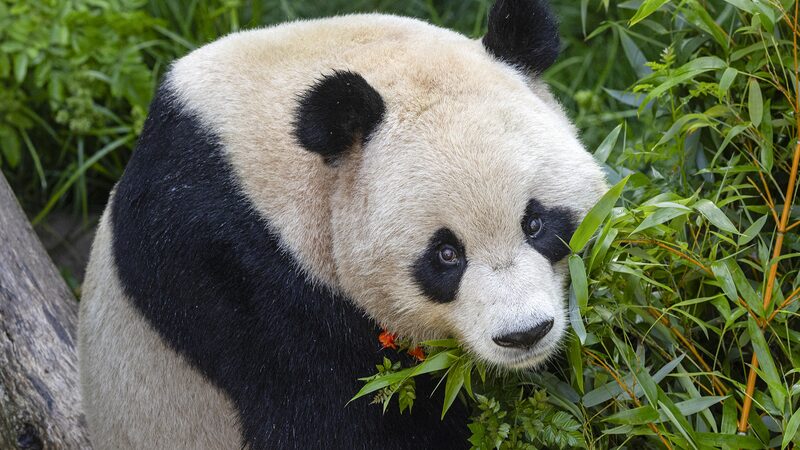 Panda_Pair_from_China_to_Debut_at_San_Diego_Zoo_on_August_8 - Khabar Asia Panda_Pair_from_China_to_Debut_at_San_Diego_Zoo_on_August_8