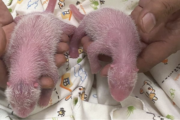 Panda Twins Born in Hong Kong’s Ocean Park: A Conservation Milestone Panda_Twins_Born_in_Hong_Kong_s_Ocean_Park__A_Conservation_Milestone