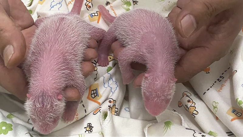 Panda_Twins_Born_in_Hong_Kong_s_Ocean_Park__A_Conservation_Milestone - Khabar Asia Panda_Twins_Born_in_Hong_Kong_s_Ocean_Park__A_Conservation_Milestone