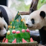 Panda Twins Celebrate Third Birthday at Chongqing Zoo Amid Dragon Boat Festival