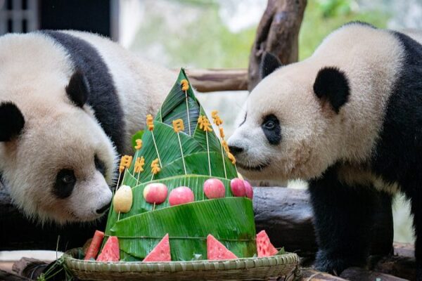 Panda Twins Celebrate Third Birthday at Chongqing Zoo Amid Dragon Boat Festival