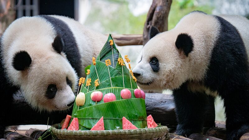Panda_Twins_Celebrate_Third_Birthday_at_Chongqing_Zoo_Amid_Dragon_Boat_Festival - Khabar Asia Panda Twins Celebrate Third Birthday at Chongqing Zoo Amid Dragon Boat Festival