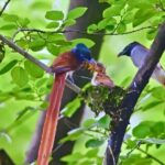 Paradise_Flycatcher_Family_Sighted_in_Wuxi__Symbol_of_Good_Fortune