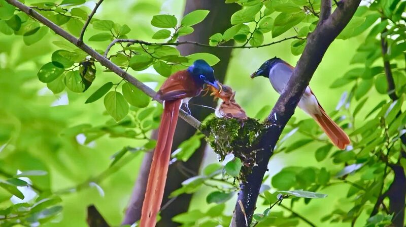 Paradise_Flycatcher_Family_Sighted_in_Wuxi__Symbol_of_Good_Fortune - Khabar Asia Paradise_Flycatcher_Family_Sighted_in_Wuxi__Symbol_of_Good_Fortune