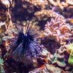 Parasite Threat to Sea Urchins Puts Coral Reefs at Risk, Israeli Study Reveals