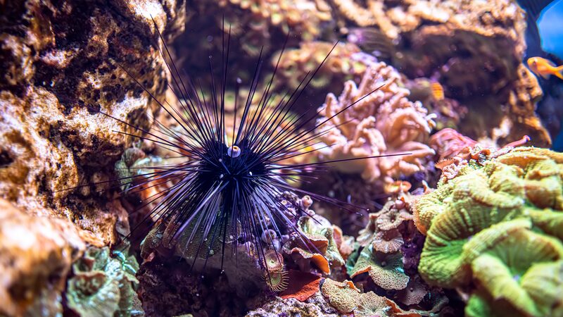 Parasite_Threat_to_Sea_Urchins_Puts_Coral_Reefs_at_Risk_Israeli_Study_Reveals - Khabar Asia Parasite Threat to Sea Urchins Puts Coral Reefs at Risk, Israeli Study Reveals