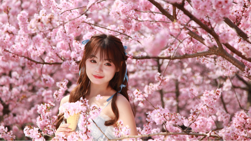 Pastel_Pink_Clouds_Nanjings_Breathtaking_Cherry_Blossoms_Herald_Spring - Khabar Asia Pastel Pink Clouds: Nanjing's Breathtaking Cherry Blossoms Herald Spring