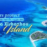 Patrol Officers Rescue Sea Turtle Eggs on Sansha Xishazhou Island video poster