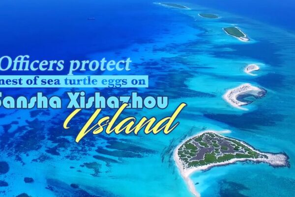 Patrol Officers Rescue Sea Turtle Eggs on Sansha Xishazhou Island Patrol Officers Rescue Sea Turtle Eggs on Sansha Xishazhou Island video poster