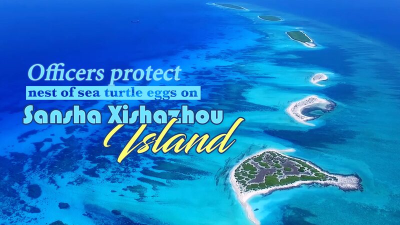 Patrol_Officers_Rescue_Sea_Turtle_Eggs_on_Sansha_Xishazhou_Island_poster - Khabar Asia Patrol Officers Rescue Sea Turtle Eggs on Sansha Xishazhou Island video poster