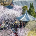 Peach Blossom Festival Kicks Off in Tianjin, Celebrating Spring's Arrival