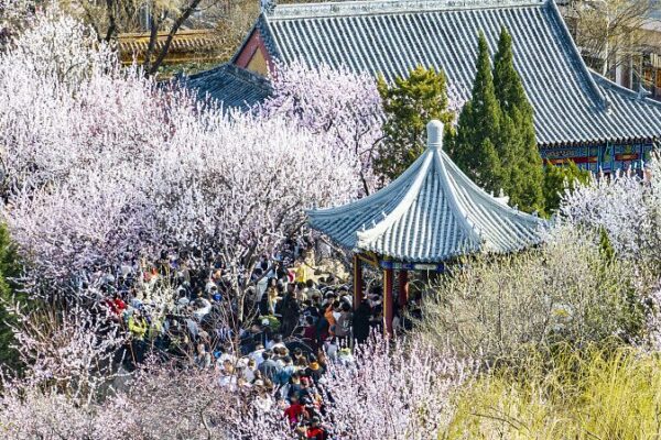 Peach Blossom Festival Kicks Off in Tianjin, Celebrating Spring’s Arrival Peach Blossom Festival Kicks Off in Tianjin, Celebrating Spring's Arrival