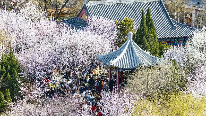 Peach Blossom Festival Kicks Off in Tianjin, Celebrating Spring's Arrival