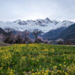 Peach Blossoms Bring Spring Glow to Nyingchi's Valleys in China's Xizang Region video poster