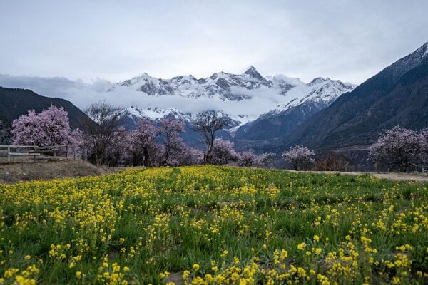 Peach Blossoms Bring Spring Glow to Nyingchi’s Valleys in China’s Xizang Region Peach Blossoms Bring Spring Glow to Nyingchi's Valleys in China's Xizang Region video poster