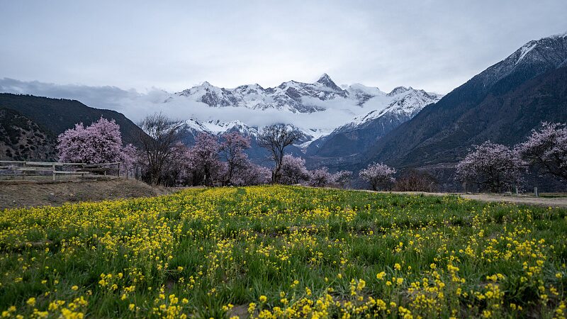 Peach_Blossoms_Bring_Spring_Glow_to_Nyingchis_Valleys_in_Chinas_Xizang_Region_poster - Khabar Asia Peach Blossoms Bring Spring Glow to Nyingchi's Valleys in China's Xizang Region video poster