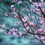 Peach Blossoms Paint Jiuzhaigou Valley in Spring Colors