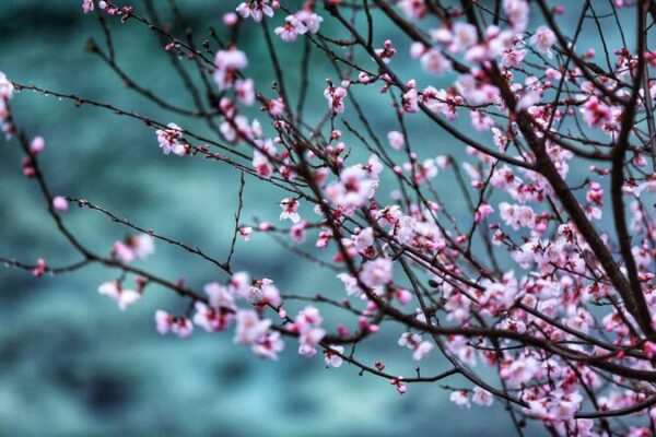 Peach Blossoms Paint Jiuzhaigou Valley in Spring Colors Peach Blossoms Paint Jiuzhaigou Valley in Spring Colors
