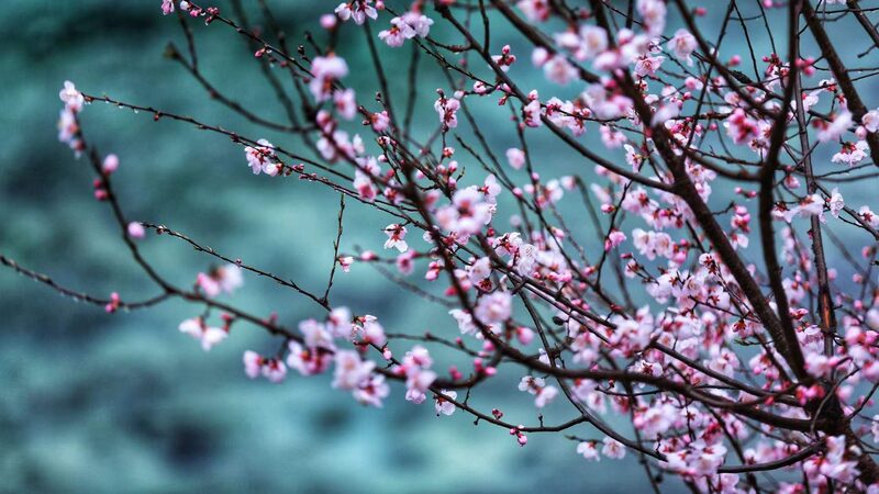 Peach_Blossoms_Paint_Jiuzhaigou_Valley_in_Spring_Colors - Khabar Asia Peach Blossoms Paint Jiuzhaigou Valley in Spring Colors