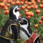 Penguins Delight Visitors Amid Tulips in Nanjing Park