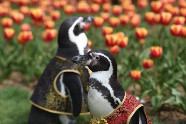 Penguins Delight Visitors Amid Tulips in Nanjing Park Penguins Delight Visitors Amid Tulips in Nanjing Park