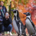 Penguins Explore Autumn Landscapes in Nanjing, Delight Crowds