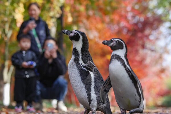 Penguins Explore Autumn Landscapes in Nanjing, Delight Crowds Penguins Explore Autumn Landscapes in Nanjing, Delight Crowds