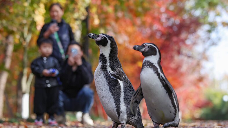 Penguins_Explore_Autumn_Landscapes_in_Nanjing_Delight_Crowds - Khabar Asia Penguins Explore Autumn Landscapes in Nanjing, Delight Crowds